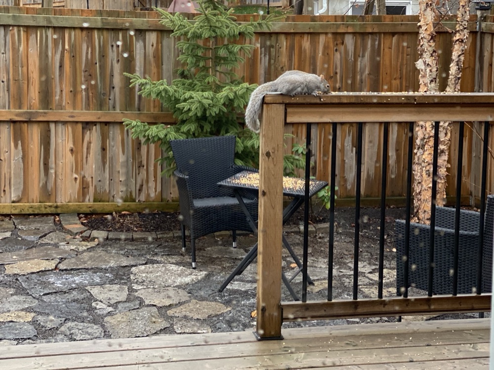 A squirrel visiting the backyard deck railing