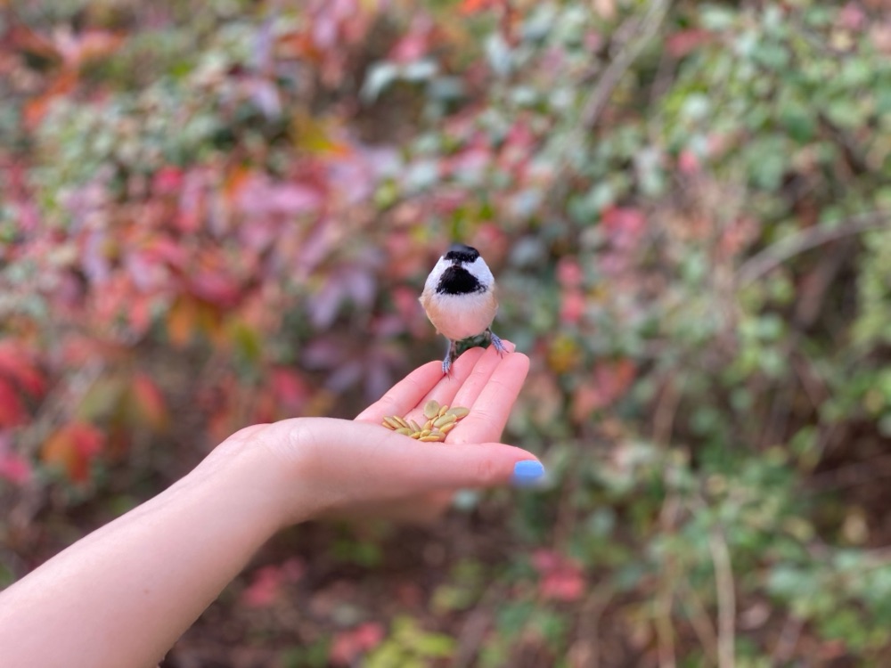 A chickadee perched on Lily's hand